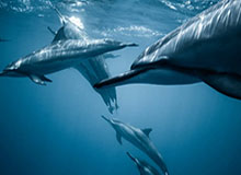 kaiyun-澳门赛孙颖莎夺女单冠军 收获信心将继续冲击东奥